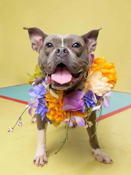 An adult medium-sized female American Bulldog dog named Diamond for adoption in Atlanta, GA