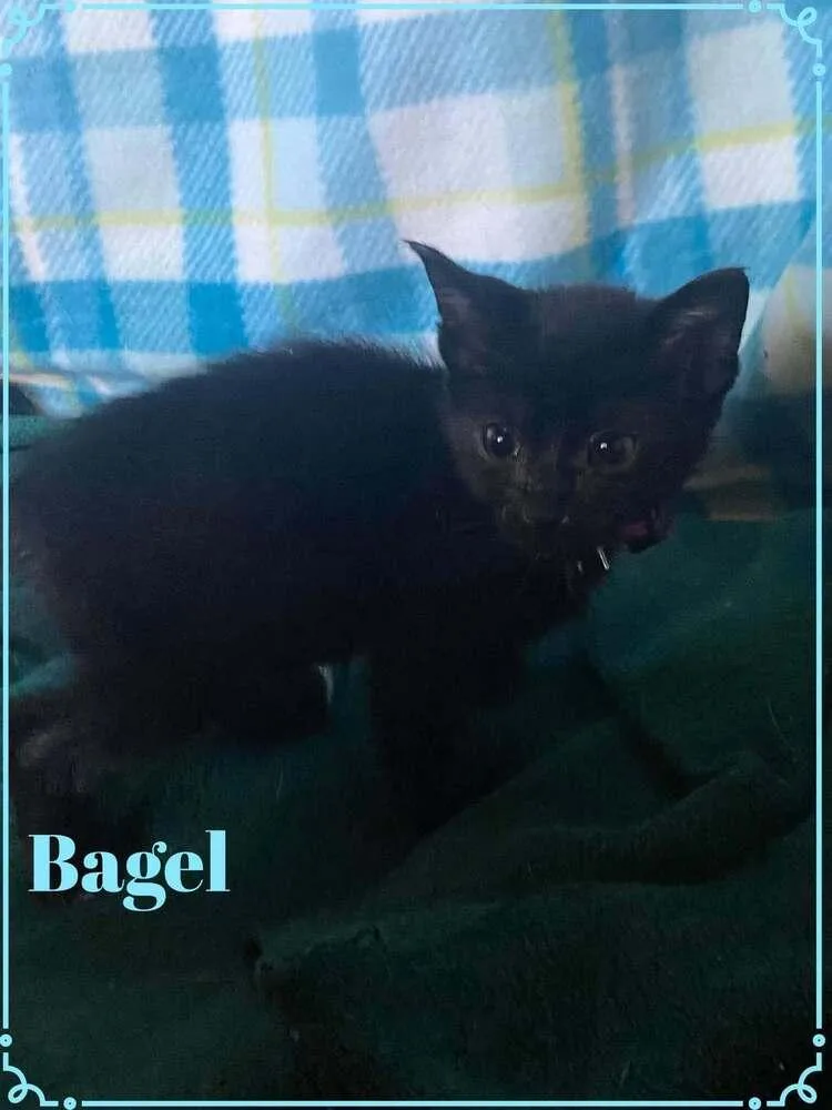 Bagel