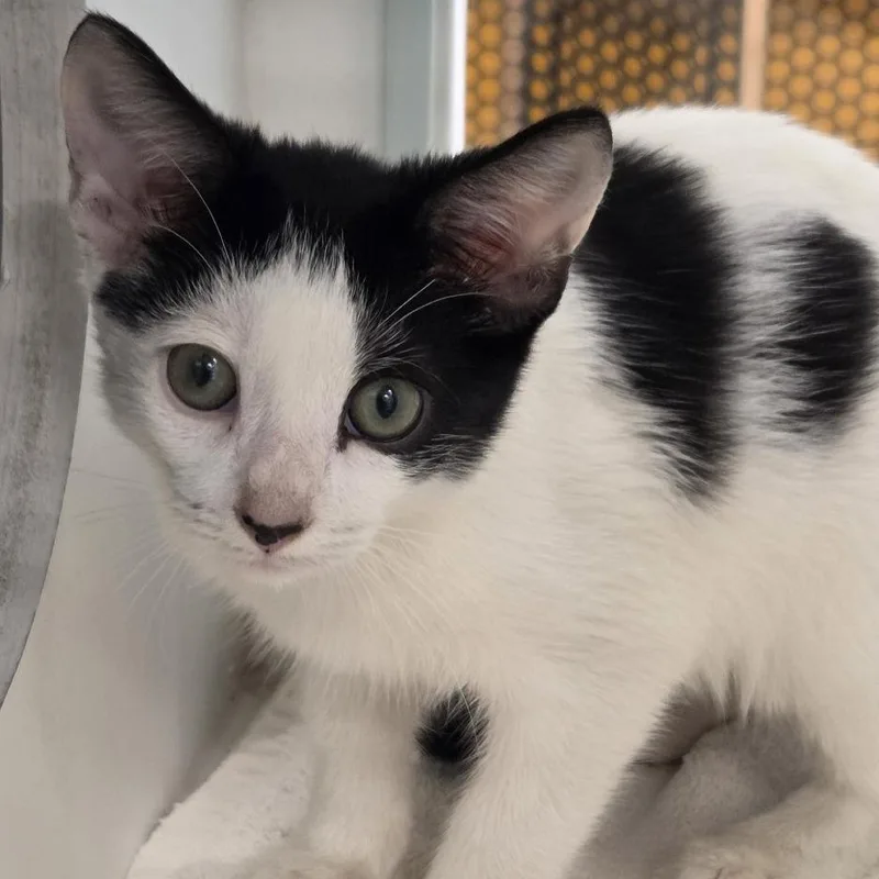 A baby small-sized male White Domestic Short Hair cat named Sunny for adoption in Voorhees, NJ