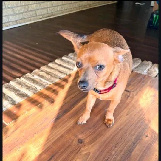A baby small-sized female Red / Chestnut / Orange Chihuahua dog named Lottie for adoption in Baton Rouge, LA