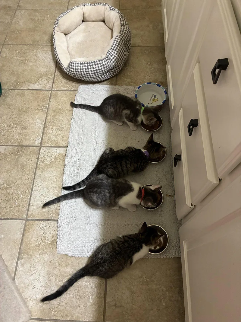 A baby medium-sized male Gray & White Domestic Short Hair cat named Enchilada for adoption in Plano, TX
