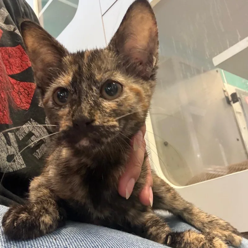 A baby small-sized female Tortoiseshell Domestic Short Hair cat named Valentine for adoption in Lake Jackson, TX