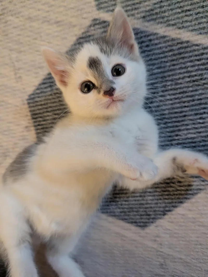 Pip thumbnail 2