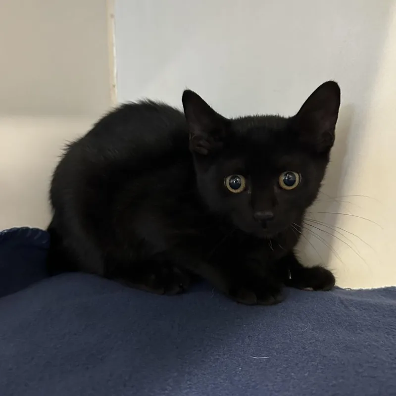A baby small-sized female Black Domestic Short Hair cat named Bea for adoption in Hinsdale, IL