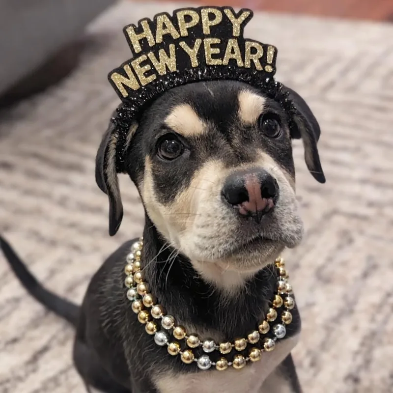 Sage~  Rottie Mix thumbnail 2