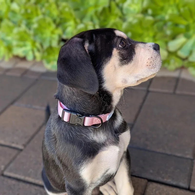 Sage~  Rottie Mix thumbnail 3