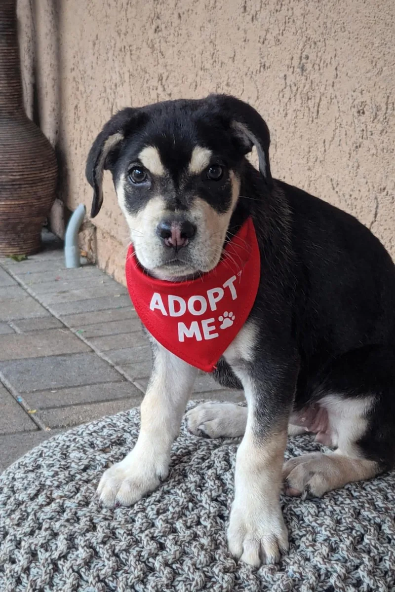 Sage~  Rottie Mix thumbnail 4