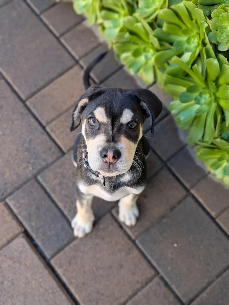 Sage~  Rottie Mix thumbnail 5