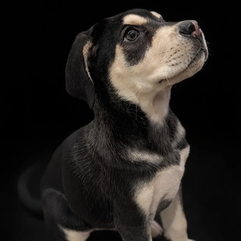 Sage~  Rottie Mix thumbnail 6