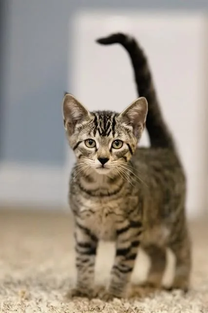 A baby small-sized female Domestic Short Hair cat named Cotton Candy for adoption in Belleville, IL