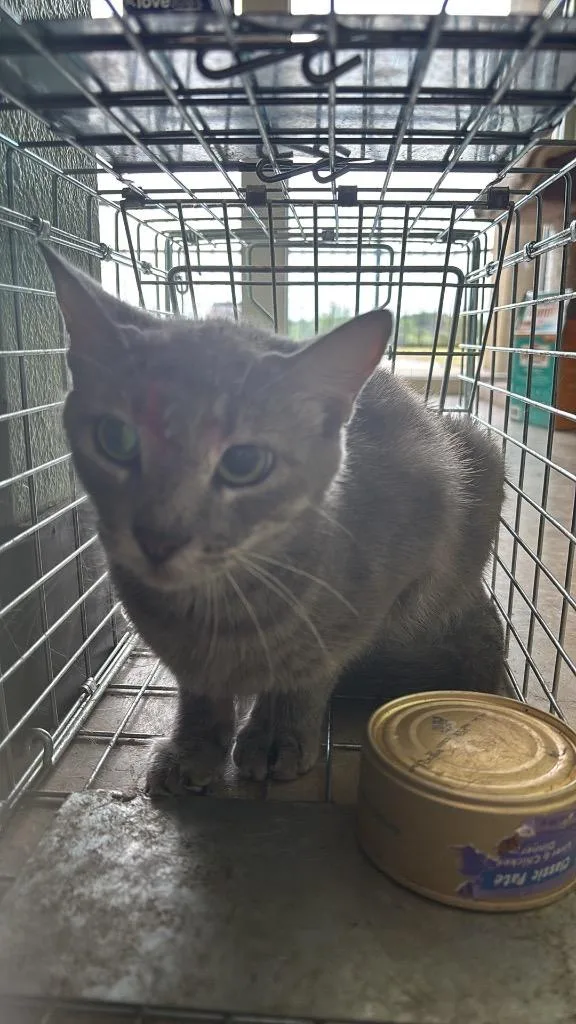 A young medium-sized female Domestic Medium Hair cat named Duarte Feral for adoption in New Braunfels, TX