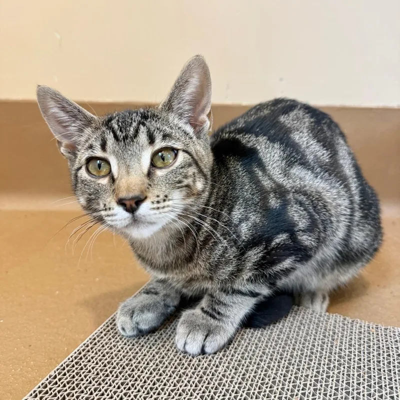 A baby medium-sized female Brown / Chocolate Domestic Short Hair cat named Lois for adoption in Agoura Hills, CA