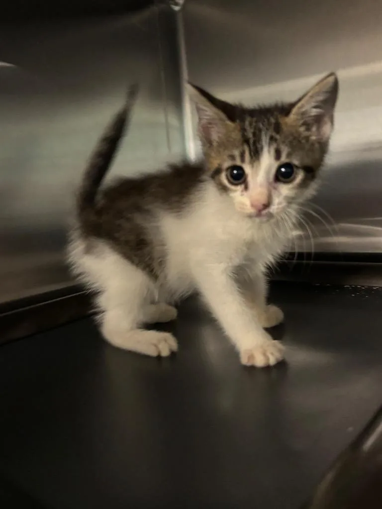 A baby large-sized male Domestic Short Hair cat named Thor for adoption in Metter, GA