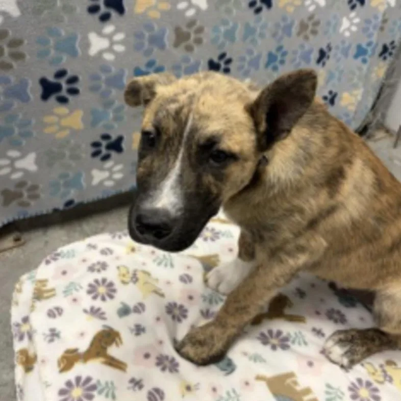 A baby medium-sized male Tricolor (Brown, Black, & White) Labrador Retriever dog named Simba for adoption in Cedarburg, WI