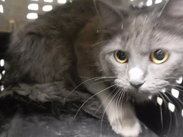 A young medium-sized female Domestic Medium Hair cat named Rue for adoption in Omaha, NE