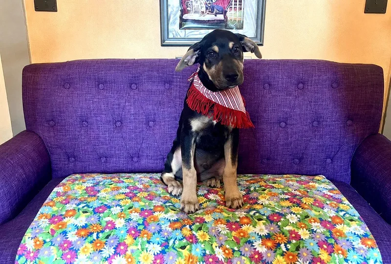 A baby large-sized male Labrador Retriever dog named Buck Lonestar for adoption in Rockaway, NJ