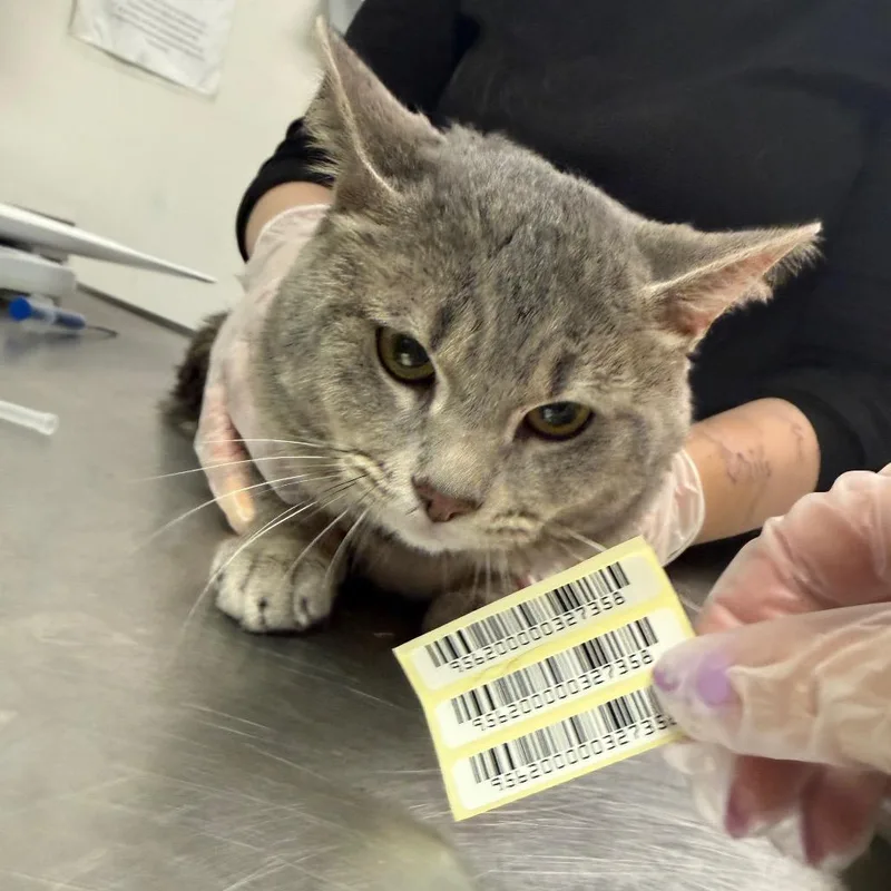 A young medium-sized male Gray / Blue / Silver Domestic Medium Hair cat named Spot for adoption in Charleston, WV