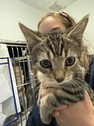 A baby small-sized male Domestic Short Hair cat named Edgar for adoption in Madison, NJ