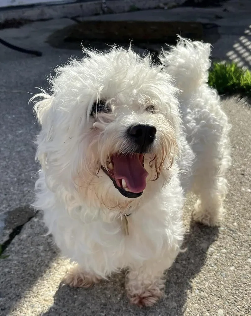 An adult small-sized male White / Cream Maltipoo dog named Mac for adoption in Grosse Pointe Park, MI