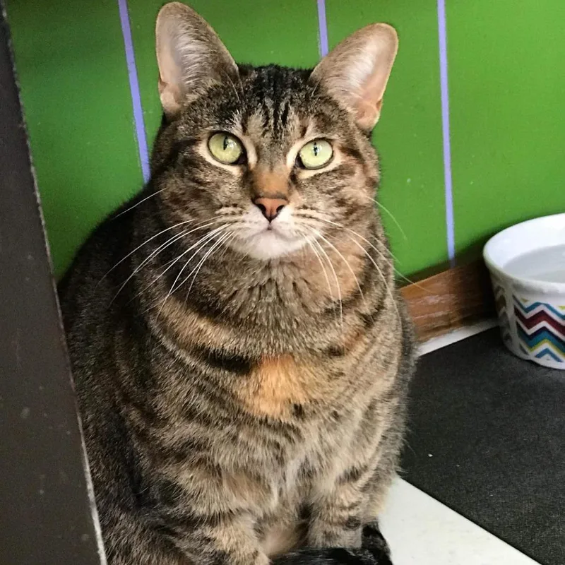 A senior small-sized female Brown / Chocolate Domestic Short Hair cat named Grace for adoption in Monticello, IL