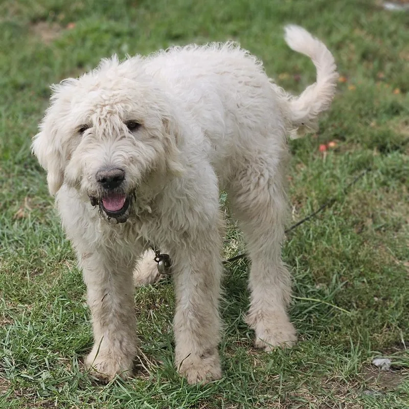 A young small-sized male White / Cream Bernese Mountain Dog dog named Fluffers D for adoption in Princeton, MN