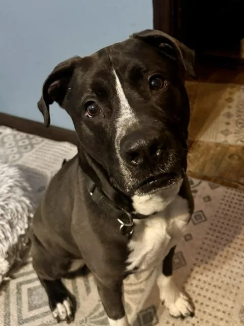 An adult medium-sized male Black Labrador Retriever dog named Baxter for adoption in New Smyrna Beach, FL