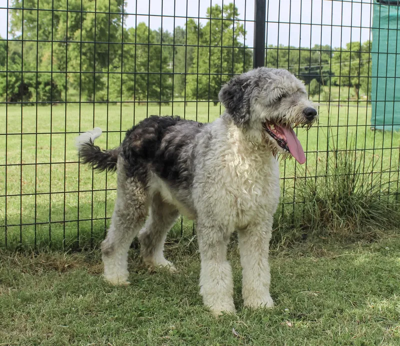 An adult medium-sized female Merle (Blue) Aussiedoodle dog named Gem for adoption in Neosho, MO