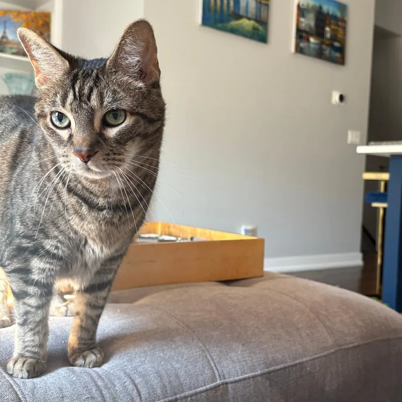 A senior small-sized male Brown / Chocolate American Shorthair cat named Ozzie  Home to for adoption in South Elgin, IL
