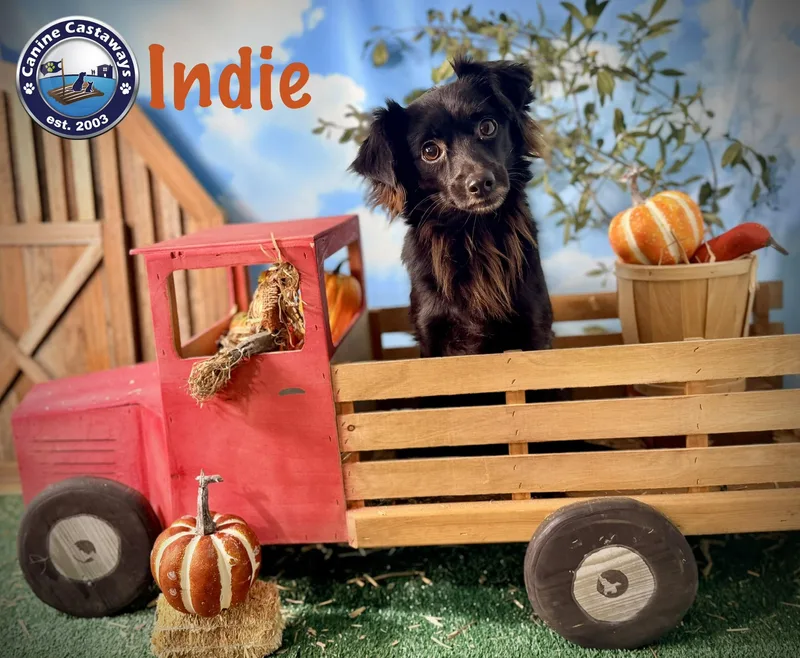 Indie thumbnail 2