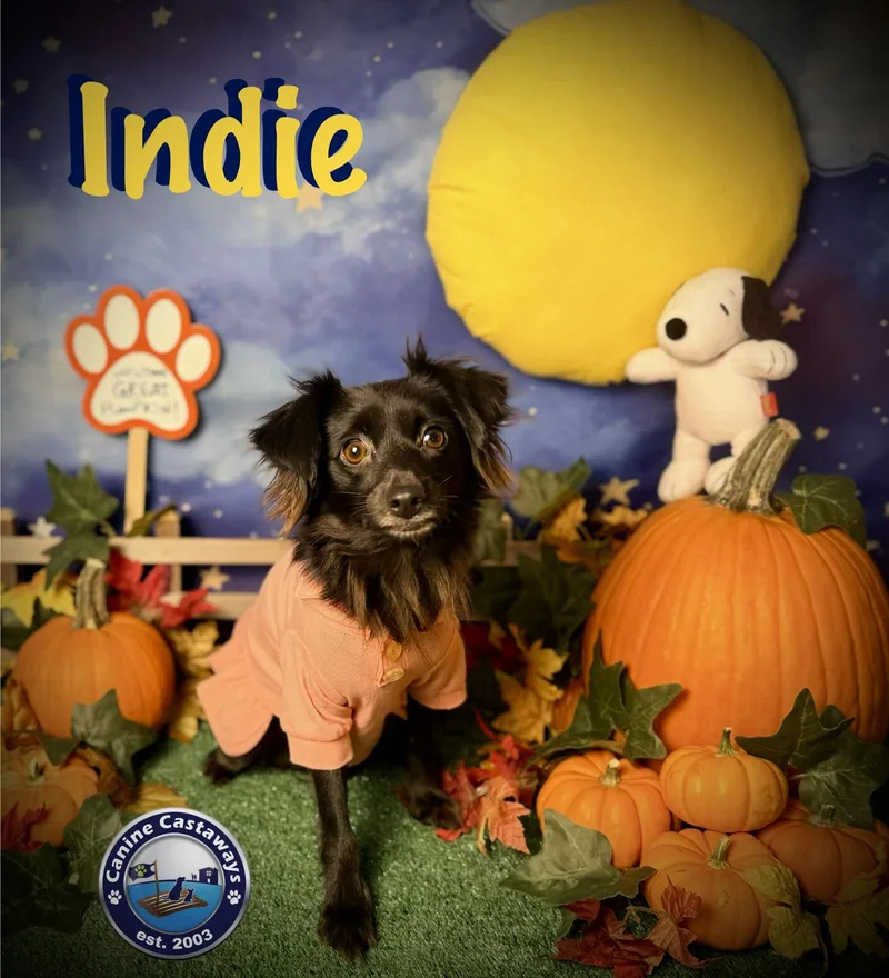 Indie thumbnail 5