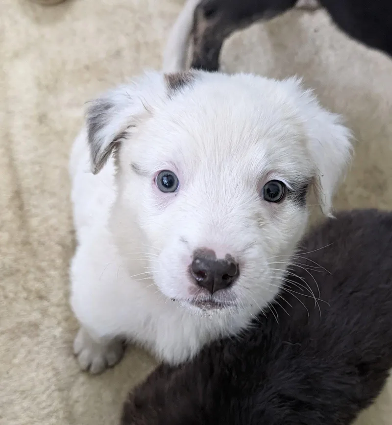 An adult large-sized female Great Pyrenees dog named Brie for adoption in Brooklyn Center, MN