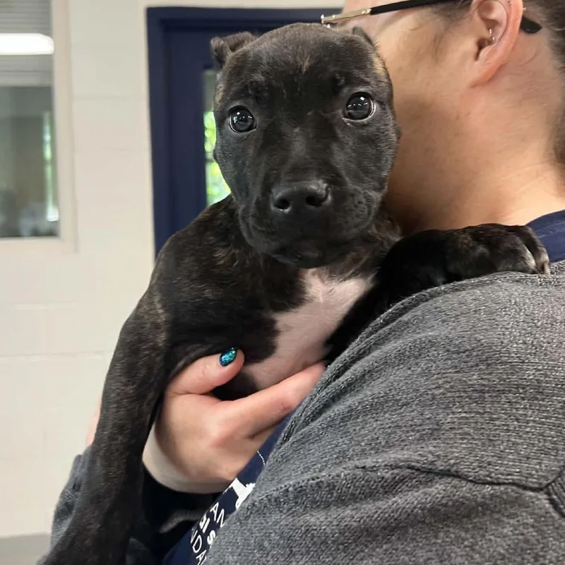 A baby small-sized male Black American Staffordshire Terrier dog named Stanley for adoption in Hampton Bays, NY