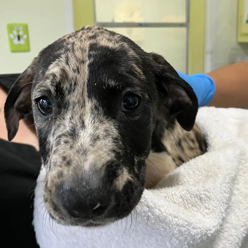 A baby medium-sized female White / Cream Catahoula Leopard Dog dog named Shiloh for adoption in Volcano, HI