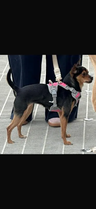 An adult small-sized female Black Chihuahua dog named Mia for adoption in North Bend, WA