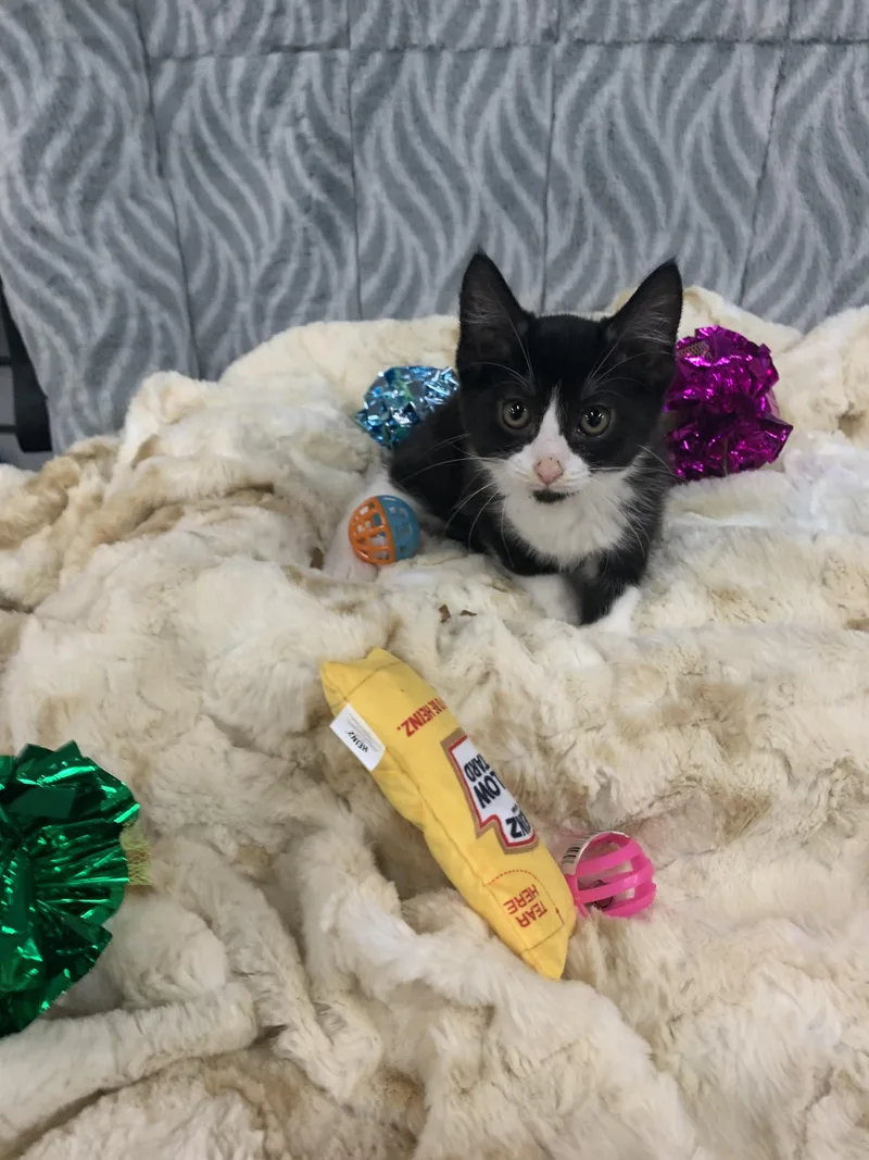 A baby medium-sized female Black & White / Tuxedo Domestic Short Hair cat named Madalyn for adoption in Mechanicsburg, PA