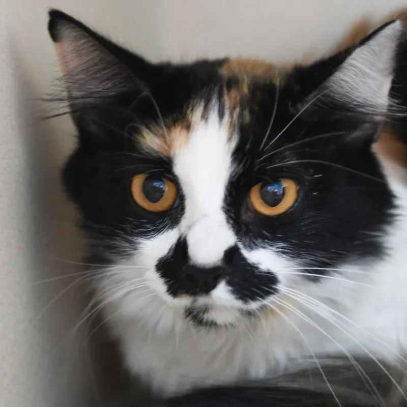 A young medium-sized female Calico Domestic Short Hair cat named Winifred for adoption in Redwood City, CA