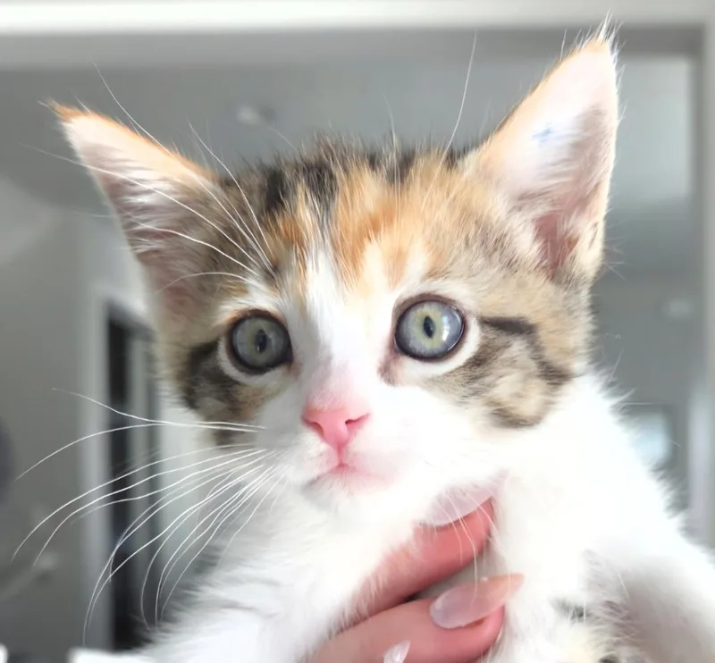 A baby medium-sized female Domestic Short Hair cat named Hala for adoption in Salt Lake City, UT