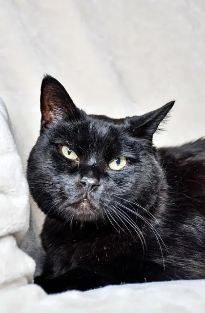 Blackie