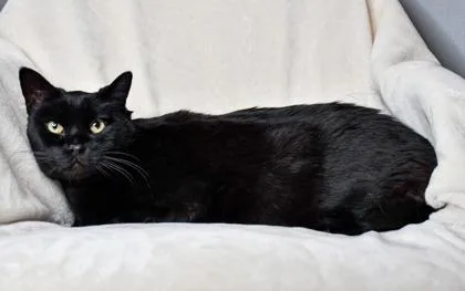 Blackie thumbnail 2
