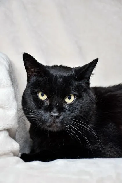 Blackie thumbnail 3