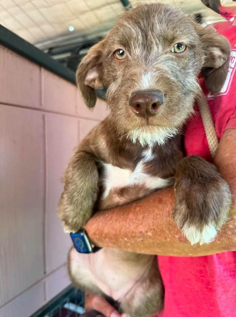 A baby medium-sized female Wirehaired Pointing Griffon dog named Corbel for adoption in San Diego, CA