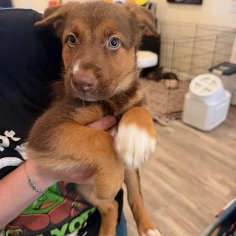 A baby medium-sized male Brown / Chocolate Shepherd dog named Rico for adoption in Agua Dulce, CA