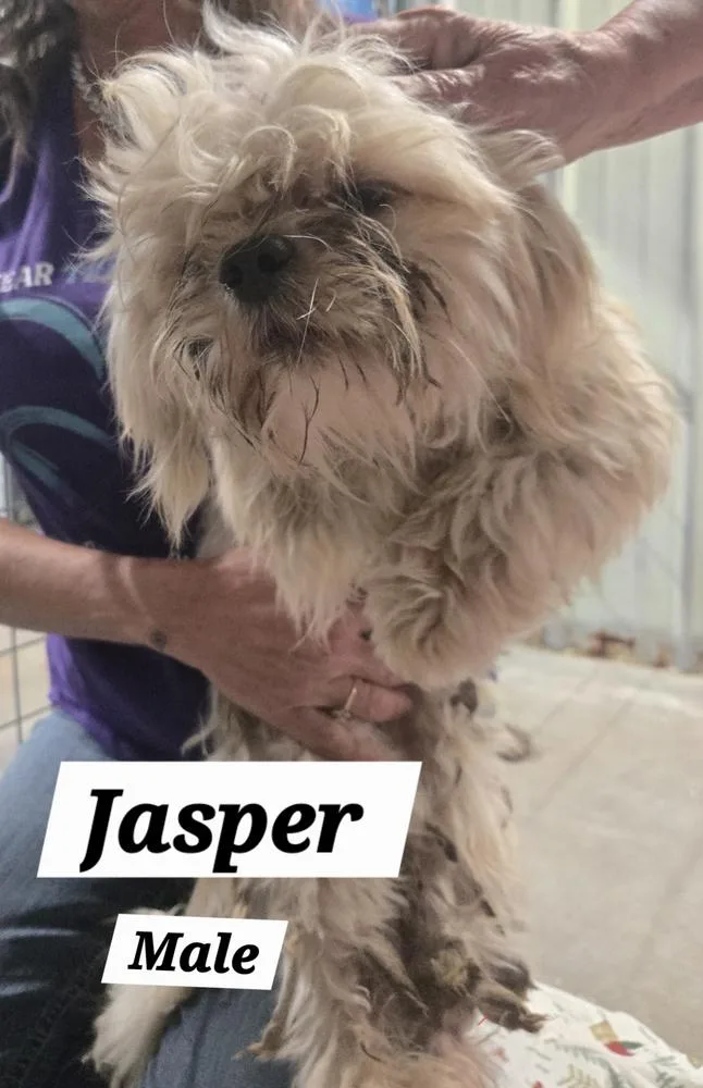 MO Jasper