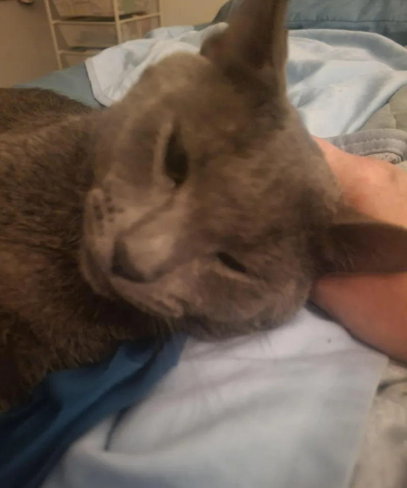 An adult medium-sized male Gray / Blue / Silver Domestic Short Hair cat named Marcellus Wallace for adoption in Chandler, AZ