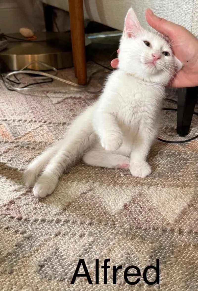 A baby small-sized male Buff & White Domestic Short Hair cat named Alfred for adoption in Topsham, ME