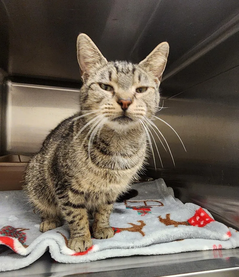 An adult small-sized female Tabby (Brown / Chocolate) Domestic Short Hair cat named Minerva for adoption in Stanley, VA