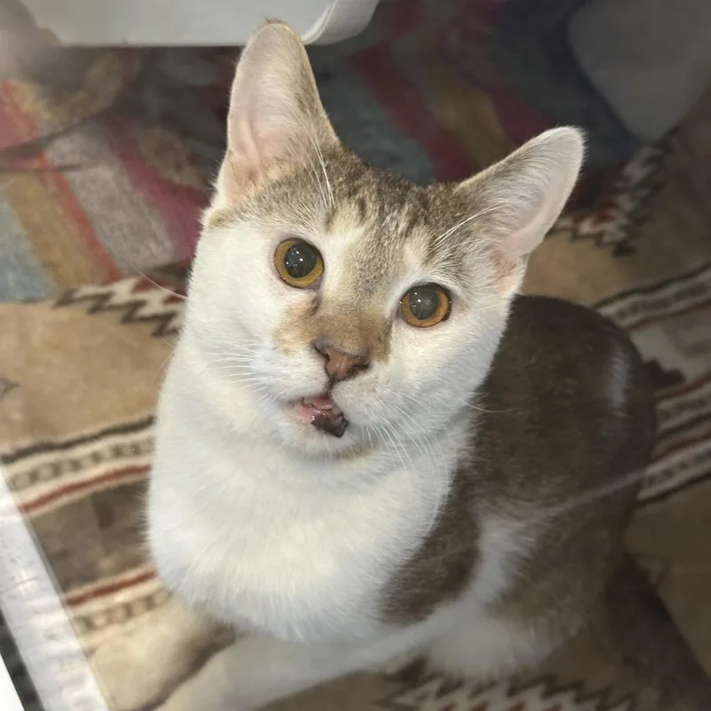 A senior medium-sized male Brown / Chocolate Domestic Short Hair cat named Morocco for adoption in Matteson, IL
