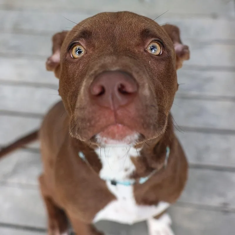 A baby medium-sized male Brown / Chocolate Retriever dog named Hippity Hop for adoption in Bradenton, FL