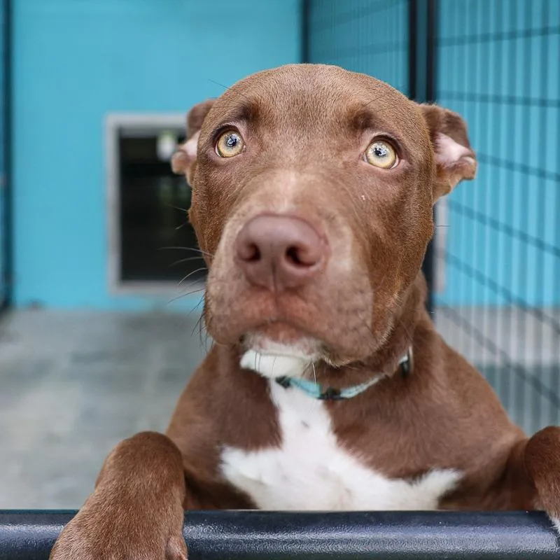 Hippity Hop thumbnail 2