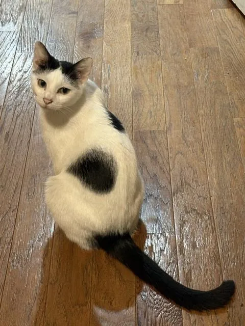 A young small-sized female Domestic Short Hair cat named Top Hat for adoption in Sugar Land, TX
